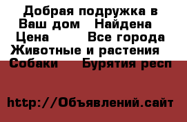 Добрая подружка,в Ваш дом!!!Найдена › Цена ­ 10 - Все города Животные и растения » Собаки   . Бурятия респ.